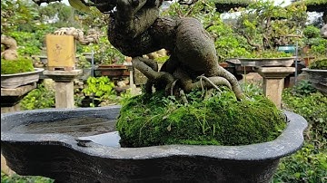 Những cây Bonsai tầm trung đẹp |Sanh, Sung, Khế, Lộc Vừng Bonsai | Bonsai tree | ĐT&Zalo:0904911434