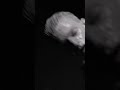 RUPTURE  — Full video Monday