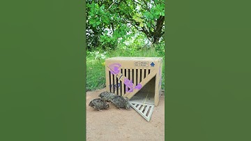 Really Creative DIY Trap Technique - Easy Quick Bird Trap #shorts