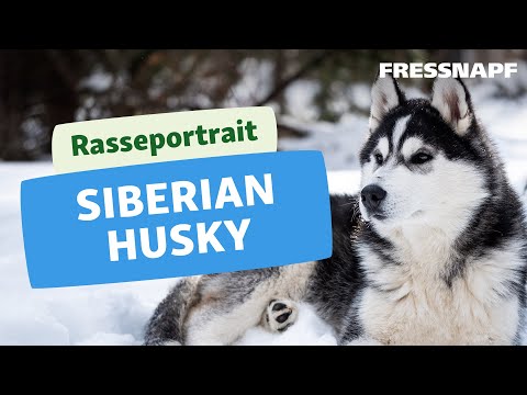 Video: Wie man einen neuen Siberian Husky Welpen ausbildet und betreut