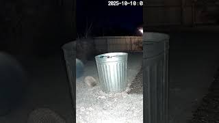 Cctv Footage Hedgehog Raids Trash Can At Midnight
