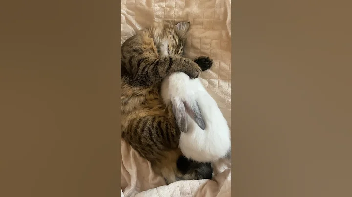 Video 3752281: compilation funny cat cutecat, cutecat animals baby cat, baby cute compilation cat