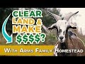 Is Clearing Land With Goats Profitable? | Arms Family Homestead