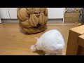 スーパー猫の日緊急にゃま配信！！
