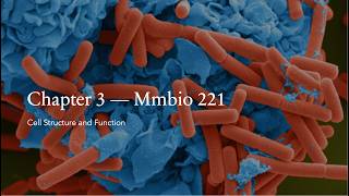 Chapter 3 Review | Mmbio 221