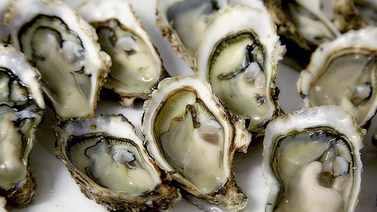 Huîtres du bassin d'Arcachon : la vente autorisée, mais un retour "catastrophique"