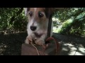 A Doggone Christmas Promo
