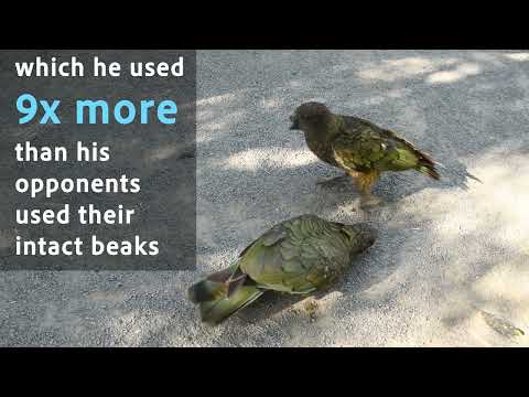 Meet Bruce the beak jouster thumbnail