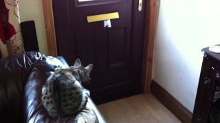 cat waiting for the post an to arrive so he can collect the post