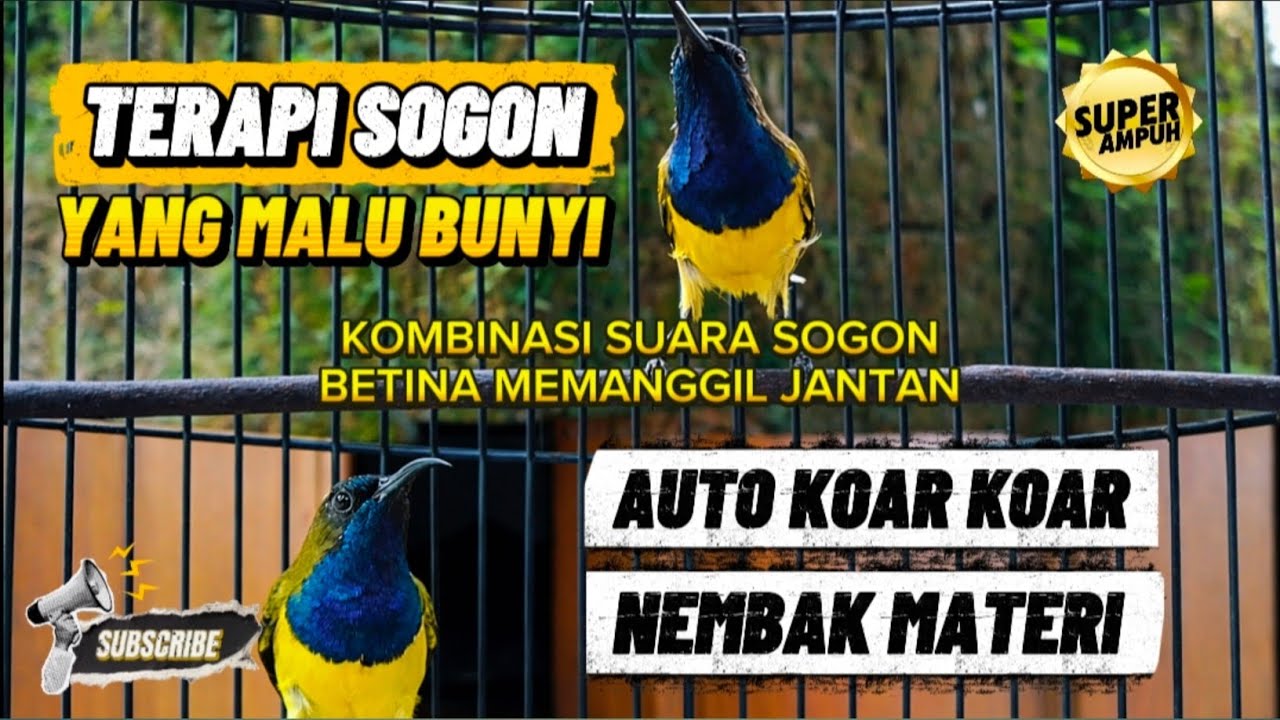 Terapi sogon dengan kombinasi suara sogon betina putar auto nembak - nembak #terapiburungsogon 