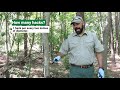 Forest Management The Hack And Squirt Method 