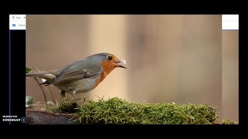Present audio and video in Google Meet | Chrome Tab feature in Google Meet