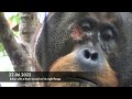 Wild orangutan actively treats wound with a healing plant
