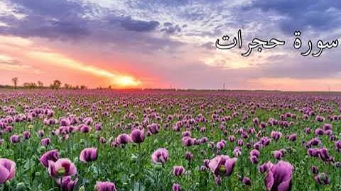 سورة الحجرات كاملة بصوت رائع 🌿