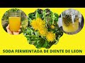 🌼Como fermentar una SODA natural de DIENTE DE LEON🌼