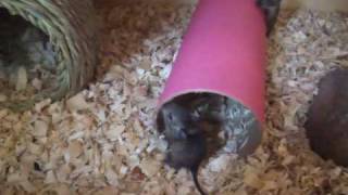 Baby Degus 2