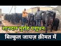 बिक्री के लिए उपलब्द-दूध बेचने के हिसाब की कम रेट की भैंसें👍✅Buffalo available in low price