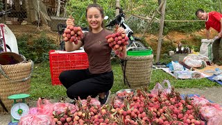 Harvest lychees with her sister to go to the market to sell. farm life