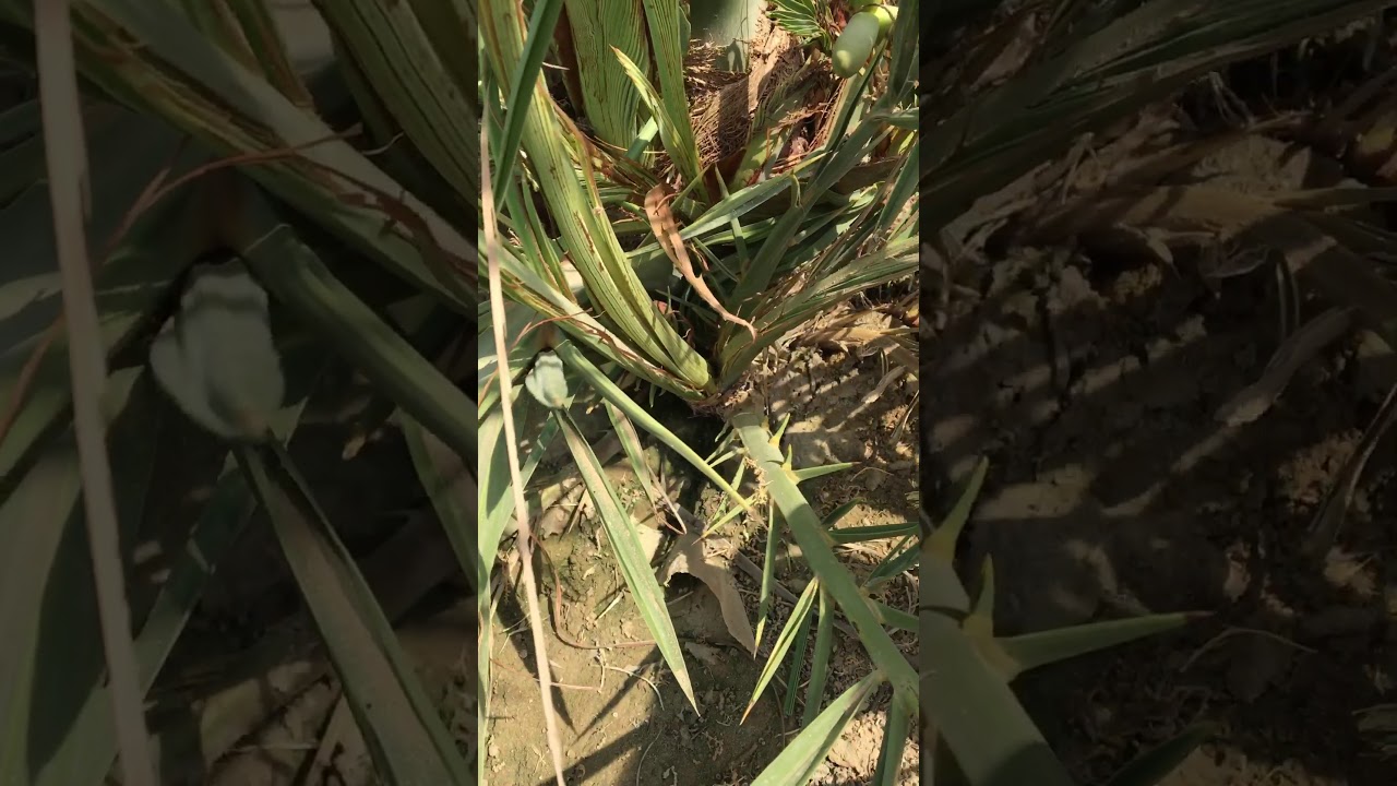 طريقة قص سعف النخلة عمر 3سنوات وتقليم فسائلها