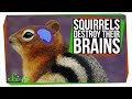 Why These Squirrels Destroy Their Brains Every Winter