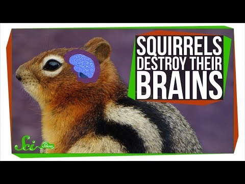 Video: Jedí veverky zimní akonit?