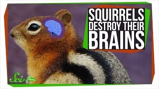 Why These Squirrels Destroy Their Brains Every Winter Why These Squirrels Destroy Their Brains Every Winter