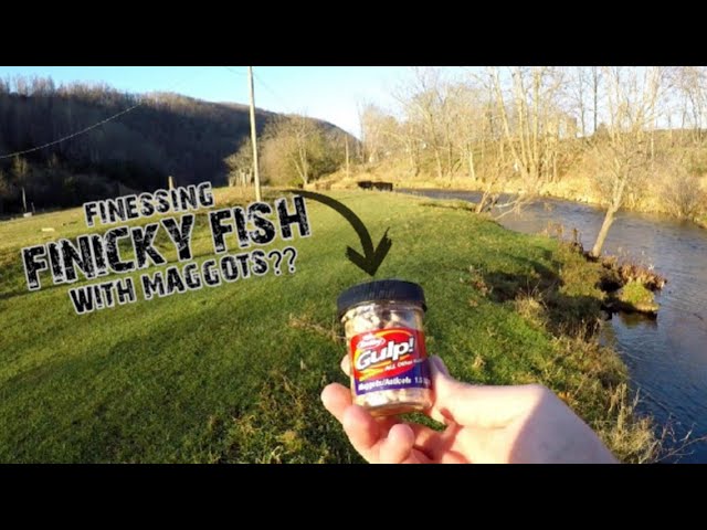 Monster Trout CRUSH Micro Baits? Gulp Alive MAGGOTS Trout