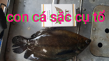 câu cá sặc rằn |đụng độ cá sặc tổ @TAMCARO