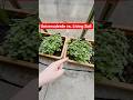 Gewächshausduell: Universalerde vs. Living Soil - Oregano in der 2. Woche