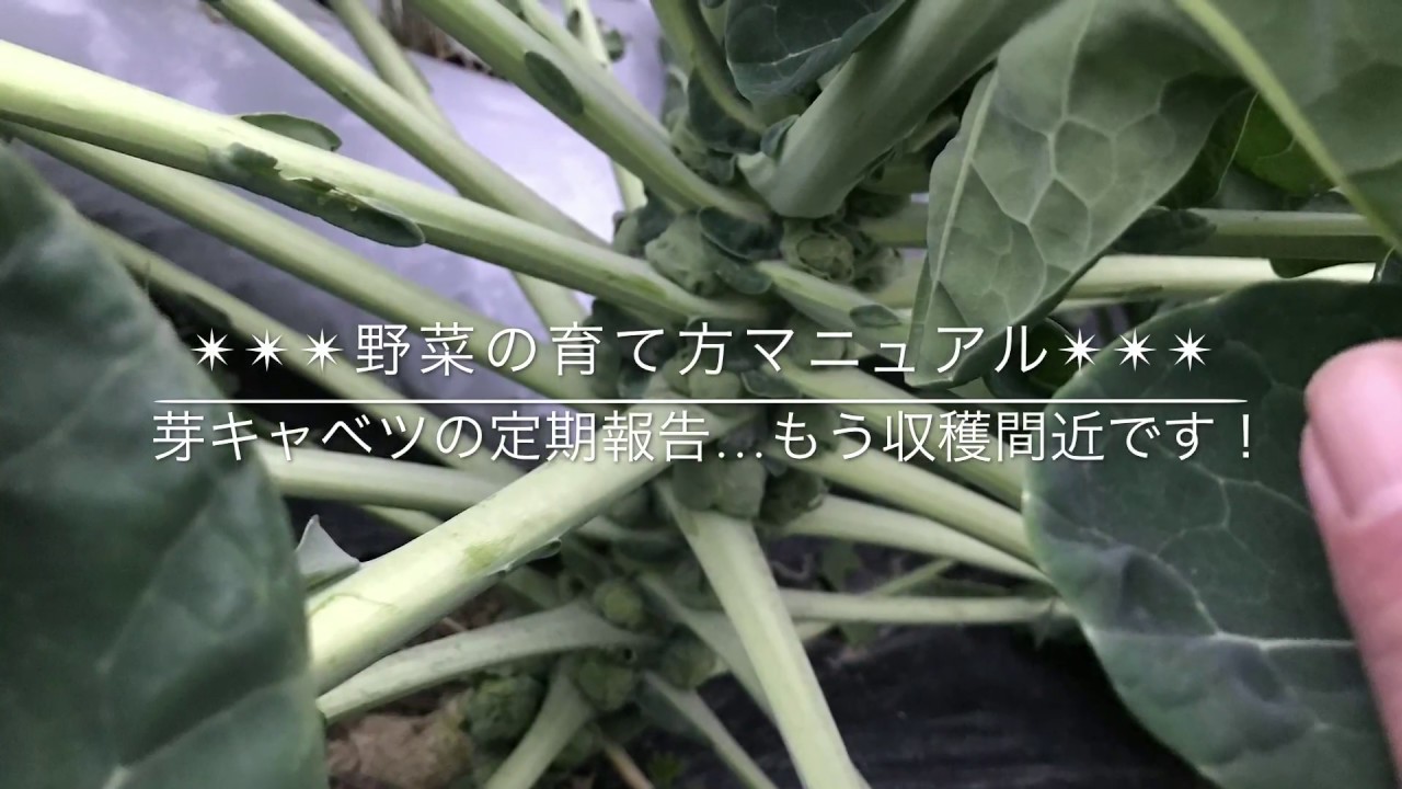 動画で家庭菜園 野菜の育て方マニュアル 芽キャベツの定期報告 もう収穫間近です ｈ29 12 17 Youtube