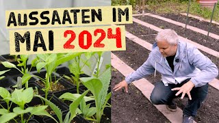 Aussaaten im Mai 2024 - trotz schwierigem Wetter! Viele Aussaaten für den Gemüsegarten.