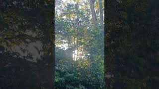 STRANGE FLYING CREATURES part 2, 10-5-25