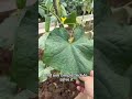 Disease prevention tips #garden #gardening