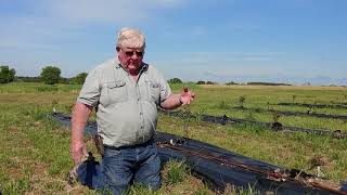 Blueberry vole control