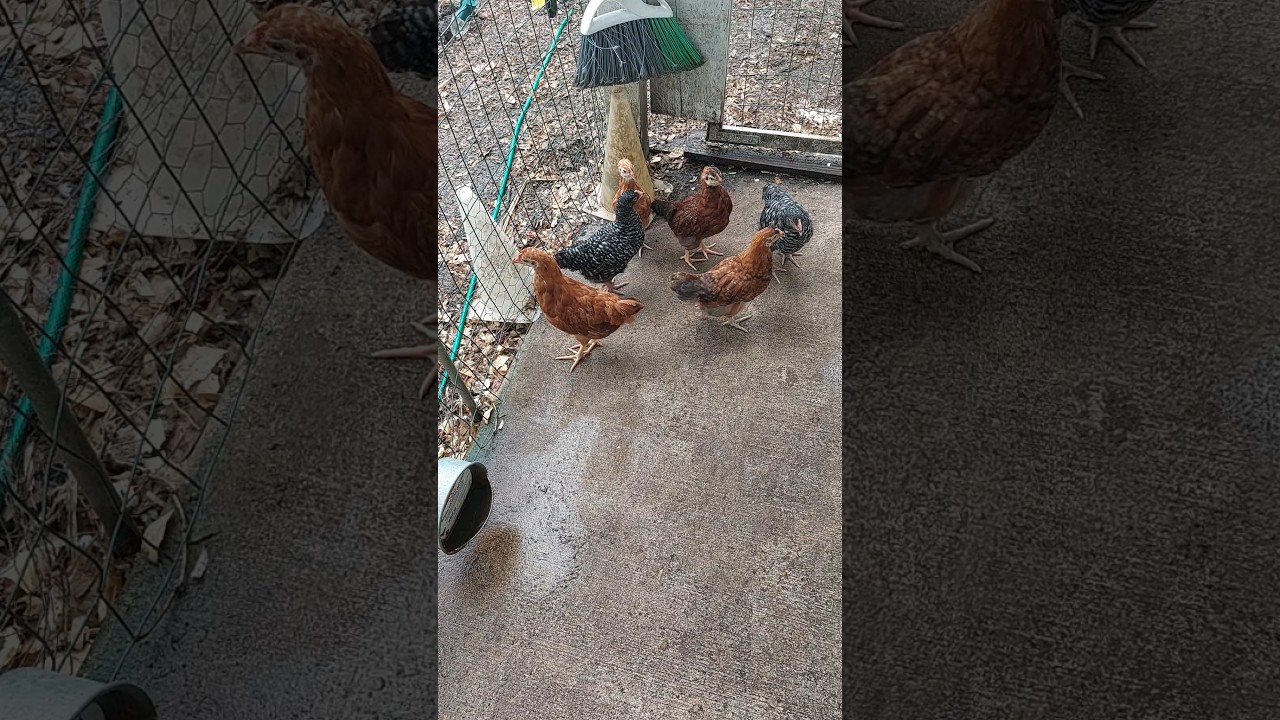 Do Chickens Notice When A Flock Member Dies?
