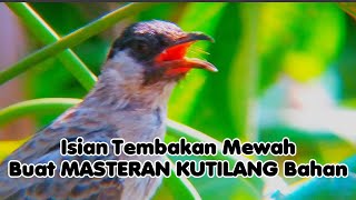 MEWAH‼️Masteran Kutilang Isian Mewah-Kutilang isian Kacer COCOK Untuk Kutilang Bahan