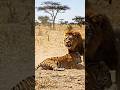 Lion vs tiger - territorial behavior (1) | #shorts #shortvideo