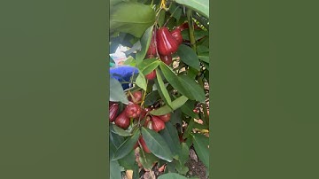 Mận An phước của bạn Phi đã dùng sản phẩm Siêu lớn trái và RICE pro của cty Minh Quân…