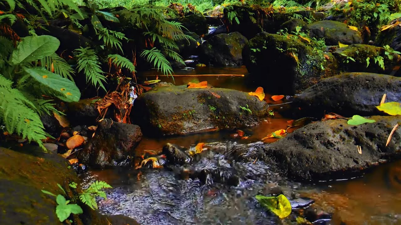 Relaxing Nature Sounds Birds Singing In The Morning Forest - YouTube