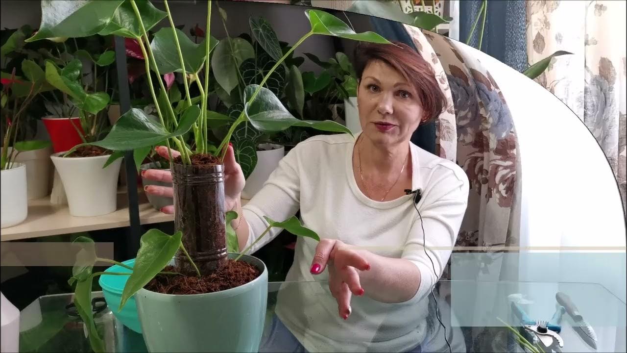 Как нарастить корни у антуриума. Укоренение антуриума. антуриум вытянулся.
