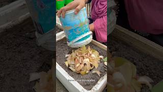 Easy to turn banana stem into rich soil compost naturally for planting #garden #shorts #compost