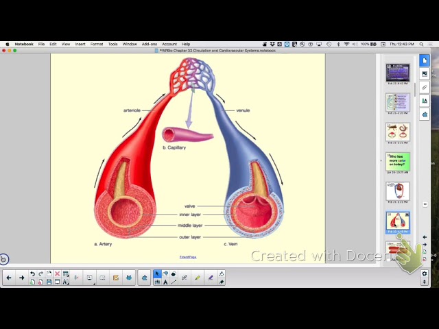 APBio Ch 32 Review: Circulation and Cardiovascular System