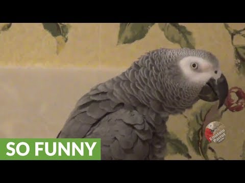 entertaining-parrot-is-an-elvis-presley-tribute-artist