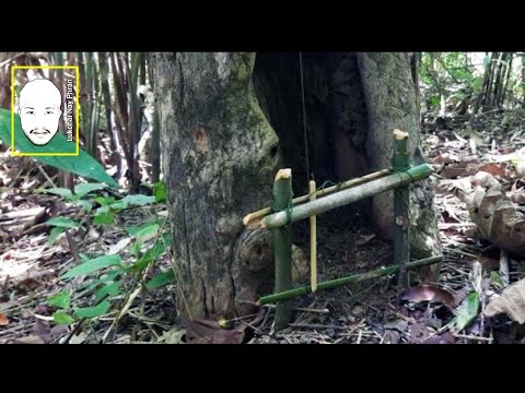 กับดักสัตว์ขึ้นลงต้นไม้โพรงไม้ | Animal trap on tree and hole