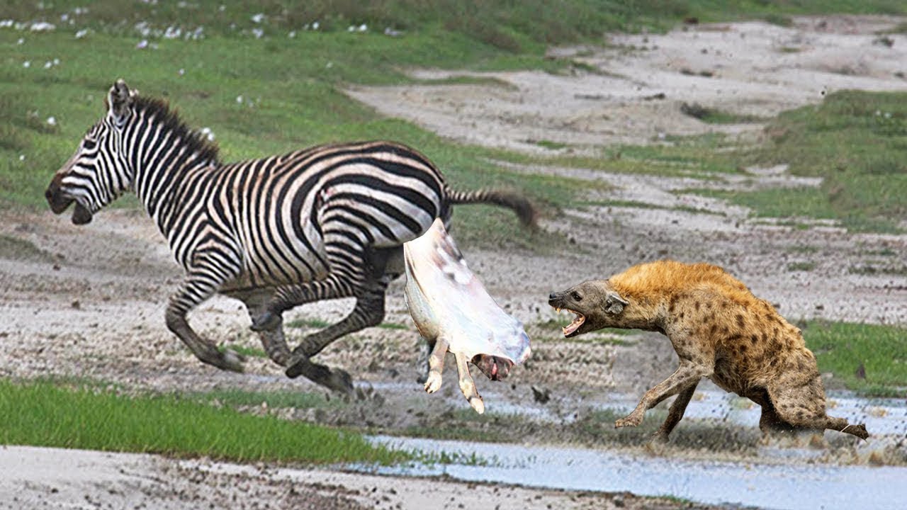 15 Gnadenlos Tierkämpfe, Wenn Raubtiere Auf Die Falsche Beute Treffen