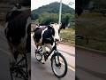 cycle चलाते हुए गाय #animals #ytshorts #ytviral #yttrending #shorts #viralvideo #amazing #facts