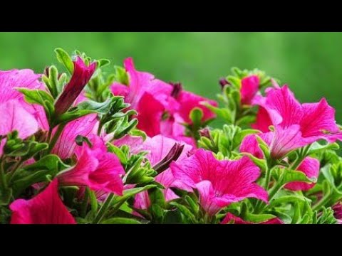 Video: Sjetva Sjemena Petunije: Kada Saditi I Kako Uzgajati Sadnice Kod Kuće?