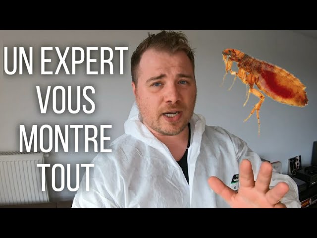 Comment tuer 100% des puces à la maison ? Méthode pro 2 étapes