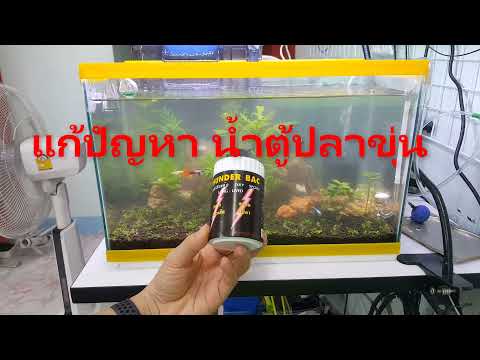 วิธีทำน้ำตู้ปลาให้ใส แก้ปัญหาน้ำตู้ปลาขุ่น เป็นสีนม