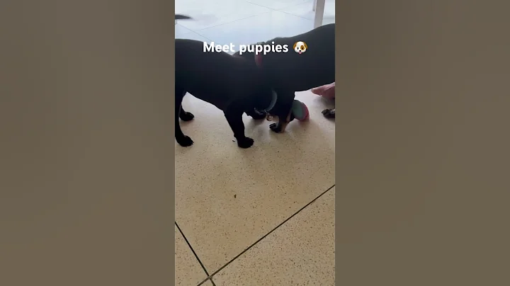 Meet the cutest puppies ever!! ( Not adopting) 🌴🔥🐾